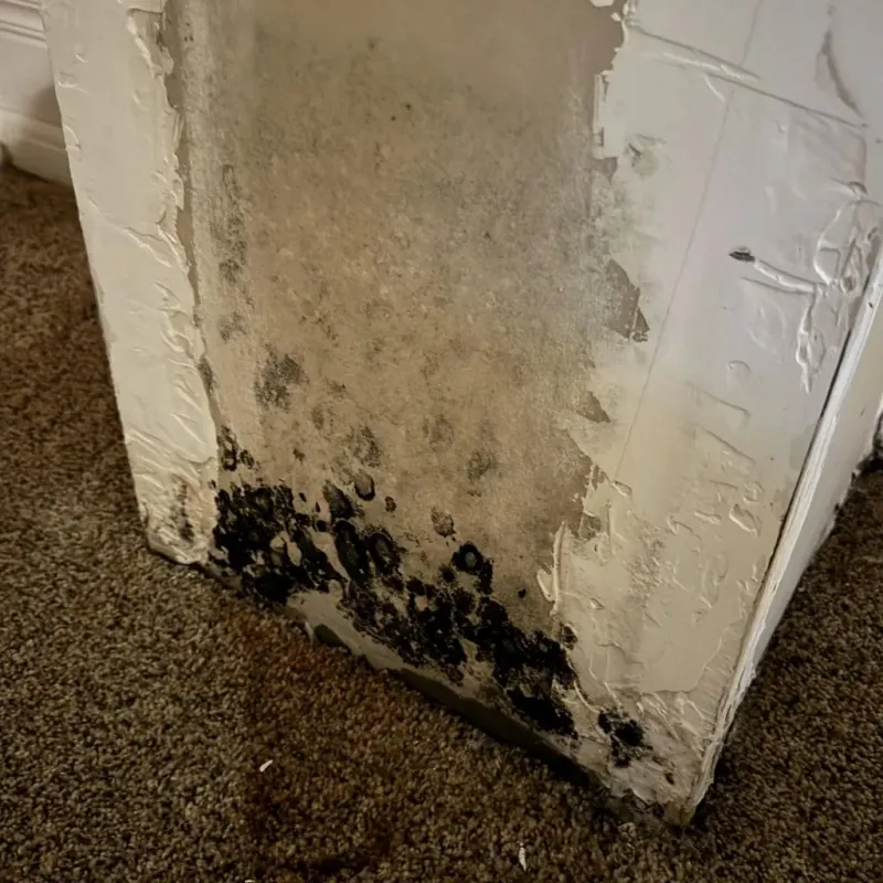 Professional Mold Removal in Springdale, AR